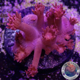 Goniopora spp. „Ultra Rose“ AD Special