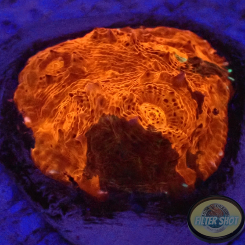 Echinophyllia spp. “Oil Spill” WYSIWYG