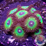 Krustenanemonen „Brazil“ 🇧🇷