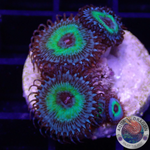 Krustenanemonen „Mind Blowing“