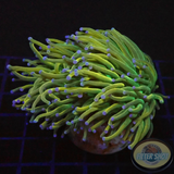 Euphyllia glabrescens „Holy Rapunzel“ WYSIWYG