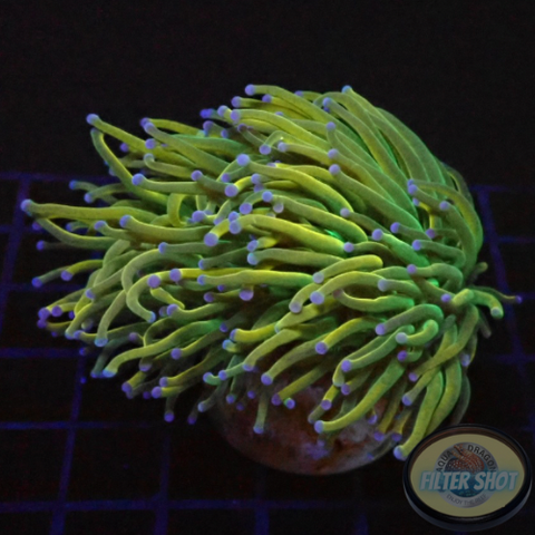 Euphyllia glabrescens „Holy Rapunzel“ WYSIWYG