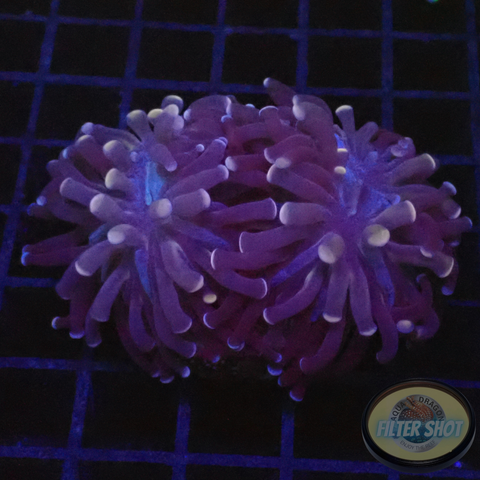Euphyllia paraancora „Purple Blue“ WYSIWYG