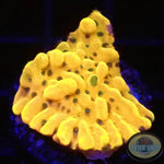 Montipora palawanensis “Crazy T” AD Special