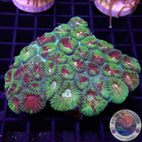 Favia spp. „Mayan Temple“ WYSIWYG „AD Special“