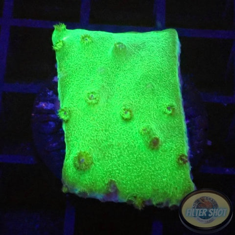 Turbinaria spp. „Toxic“