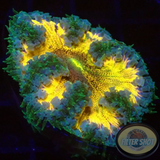 Phymanthus crucifer WYSIWYG