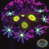 Krustenanemonen „Rasta Cousin“ & Knopia spp. WYSIWYG