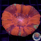 Homophyllia australis „Warpaint“ WYSIWYG