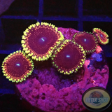 Krustenanemonen „Crown Jewel“ WYSIWYG „AD Special“