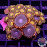 Krustenanemonen „Afro King Watermelon“ WYSIWYG „AD Special“