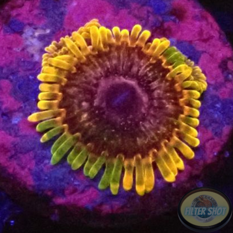 Krustenanemonen „Acid Reflux“ AD Special