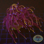 Euphyllia glabrescens “RAW” WYSIWYG “AD Special”