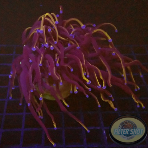 Euphyllia glabrescens “RAW” WYSIWYG “AD Special”