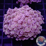 Euphyllia baliensis „Brooklyn“ WYSIWYG „AD Special“