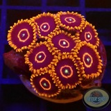 Krustenanemonen „Red Hornet“