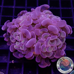 Euphyllia baliensis „Mystic“ AD Special