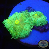 Discosoma neglecta „Lemon Kiss“ WYSIWYG „AD Special“