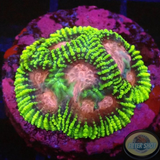 Favia spp. „Space Monkey“ WYSIWYG
