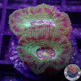 Micromussa spp. „Abe‘s Oddysee“