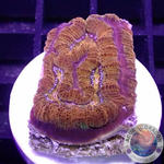 Australophyllia wilsoni “Martian” WYSIWYG “AD Special”