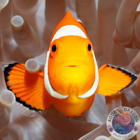 Amphiprion percula „Trauerband-Anemonenfisch“ Nachzucht