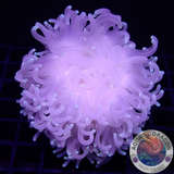 Macrodactyla doreensis WYSIWYG