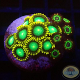 Krustenanemonen „Radioactive Brazil“ WYSIWYG