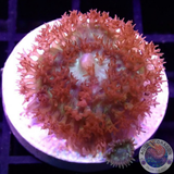 Rhodactis osculifera „St. Thomas & Friends“ WYSIWYG „AD Special“