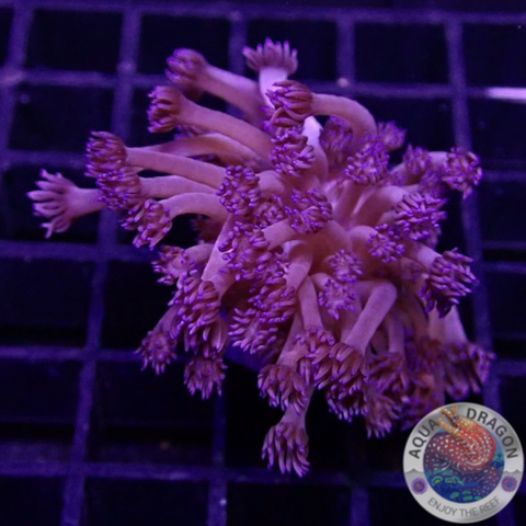 Goniopora spp. „Purple Flower“