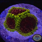 Krustenanemonen „Tantrum“ WYSIWYG „AD Special“