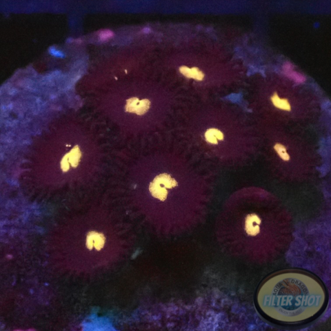 Krustenanemonen „Black Hole Sun“