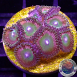 Krustenanemonen „Candy Apple Red“ WYSIWYG