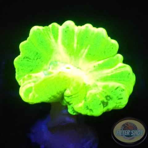 Caulastraea spp. „Kryptonite“