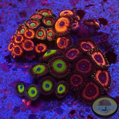Krustenanemonen „Special Selection“ WYSIWYG „AD Special“