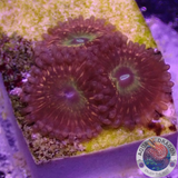 Krustenanemonen „Krakatoa God“ AD Special