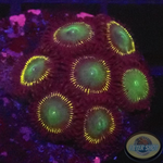 Krustenanemonen „Citrus Twist“ WYSIWYG