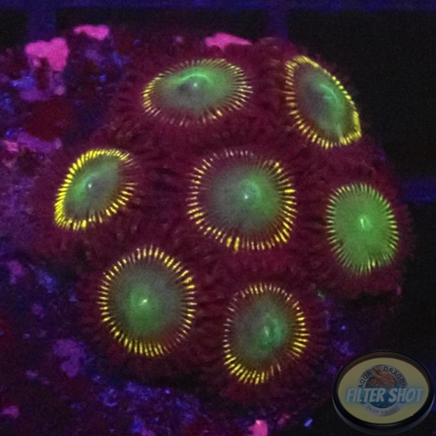 Krustenanemonen „Citrus Twist“ WYSIWYG