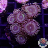 Krustenanemonen „Sonic Flare“ WYSIWYG „AD Special“