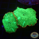 Discosoma spp. „Fire Edge“ WYSIWYG