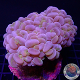 Plerogyra sinuosa „Bubble Splash“ WYSIWYG „AD Special“