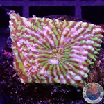 Echinophyllia spp. „Hypnotic Zombie“ WYSIWYG „AD Special“
