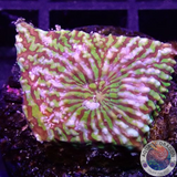 Echinophyllia spp. „Hypnotic Zombie“ WYSIWYG „AD Special“