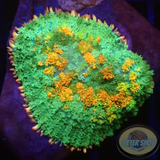 Rhodactis spp. „Carpet Max“ WYSIWYG „AD Special“