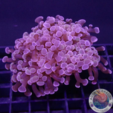 Euphyllia baliensis „Deep Purple“