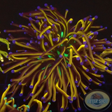 Euphyllia glabrescens „NYK“