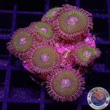 Krustenanemonen „Pink Krakatoa“ WYSIWYG