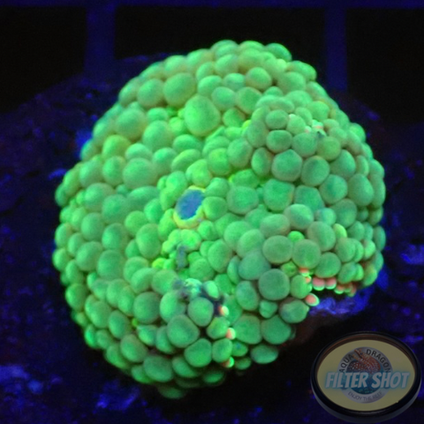 Ricordea florida „Sea Foam“ WYSIWYG „AD Special“