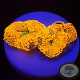 Ricordea florida „Shyne“ WYSIWYG „AD Special“