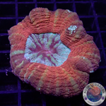 Homophyllia australis „Tiger Scolly“